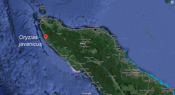 Место обнаружения Оризиаса яванского (Oryzias javanicus) на карте. Исследованная река расположена в провинции Ачех (Aceh) на острове Суматра.