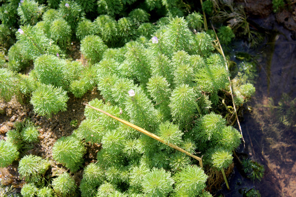 Лимнофилла сидячецветковая (Limnophila sessiliflora), хотя и является на Сейшелах интродуцированным растением, ее водные заросли смотрятся очень органично и живописно.