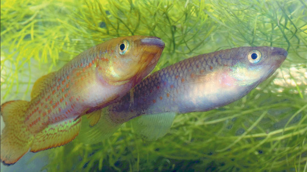 Нерест панхаксов Пляйфера (Pachypanchax playfairii) в аквариуме.