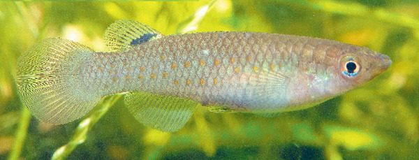 Самка панхакса Пляйфера (Pachypanchax playfairii) в аквариуме. Самки имеют характерное темное пятно у основания спинного плавника.