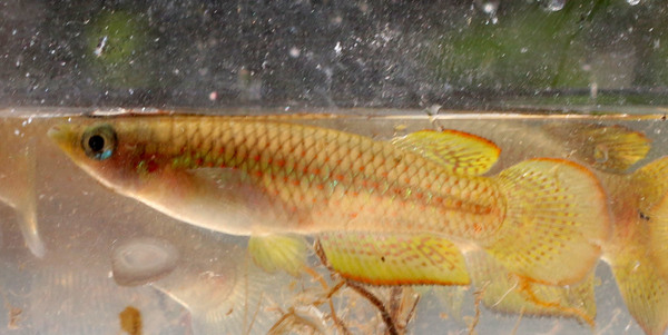 Самец панхакса Пляйфера (Pachypanchax playfairii). Рыба выловлена в одном из ручьев острова Праслен Сейшельского архипелага.
