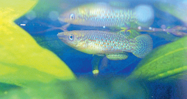 Щучка Пляйфера (Pachypanchax playfairii) в аквариуме. Рыбки предпочитают верхние слои с укрытиями их растений.