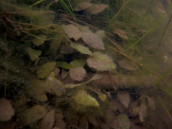Подводная фотография криптокорины Нура (Cryptocoryne nurii var. nurii). Здесь хорошо видно, что помимо высших растений, в водоеме буйствуют водоросли.