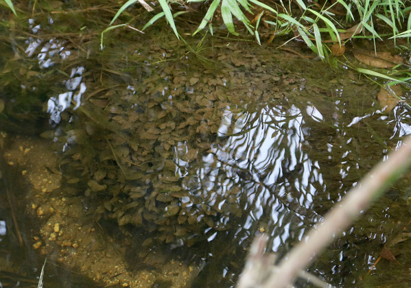 В небольших углублениях русла ручья криптокорина Нура (Cryptocoryne nurii var. nurii) образует целые шапки из множества растений.  Pematang Reba, Indragiri Hulu, Sumatra.