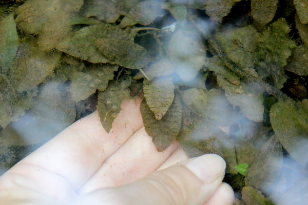 Криптокорина Нура (Cryptocoryne nurii var. nurii). На листьях отчетливо видны поперечные темные штрихи.