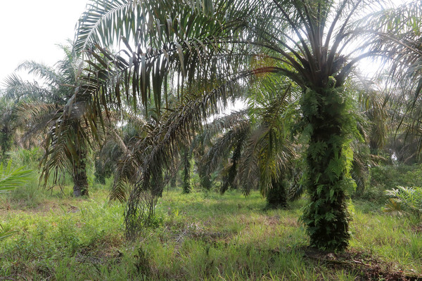 Плантация масличных пальм (Elaeis guineensis) - место обитания криптокорины Нура (Cryptocoryne nurii var. nurii).  Масса одной плодовой кисти этой пальмы может достигать 10-30 кг.