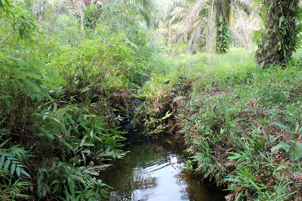 Ручей на плантации масличных пальм в окрестностях деревни Пематанг Реба (Pematang Reba). Провинция Риау, Суматра.
