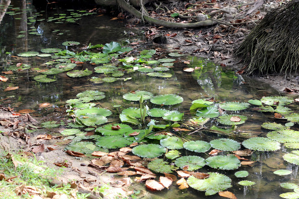 Небольшая речка на сейшельском острове Ла-Диг (La Digue). В воде обитают как эндемики островов - щучки Пляйфера (Pachypanchax playfairii), так и обычные тиляпии. На поверхности пытается цвести Нимфея голубая (Nymphaea caerulea).