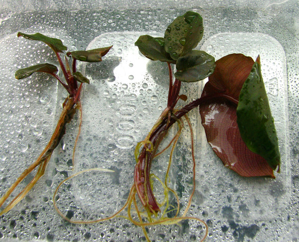 Пример появления нового проростка на черешке схизматоглоттиса Пикачу (Schismatoglottis sp. "Pikachu"). Спящие придаточные почки у этого растения активируются лишь в случае опасности гибели материнского растения. 
