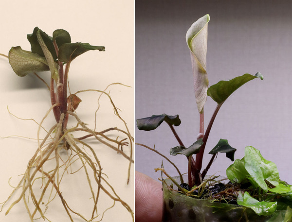 Дочернее растение схизматоглоттиса Пикачу (Schismatoglottis sp. "Pikachu") , полученное из придаточной почки. Только что отделеное от материнского листа (слева), и через три недели культивирования в отдельном горшке (справа).