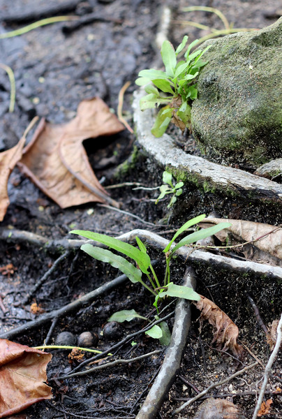 Акростихум золотистый (Acrostichum aureum) является крупным папоротником, который обычно обитает в прибрежных и мангровых зон. Спутать его с каким-то другим растением практически невозможно. Зато его молодые растения вполне способны имитировать такие аквариумные растения как криптокорины. Увидев представленную на фотографии картину, мы даже несколько секунд были в замешательстве. Ведь на Сейшельских островах криптокорин быть не должно!