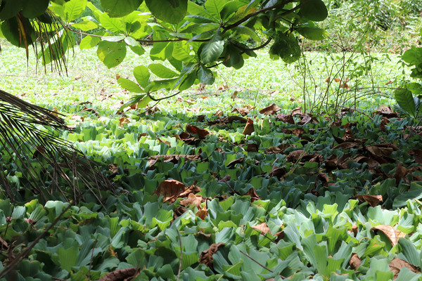 На ярком свету в отсутствии течений Пистия телорезовидная (Pistia stratiotes) способна покрывать всю поверхность воды. При этом за счет транспирации через листья осуществляется ускоренное испарение воды, что иногда может приводить к полному высыханию водоема. La Digue Island, Seychelles.