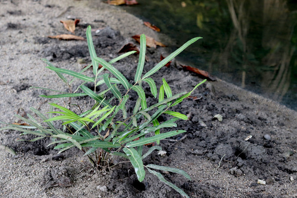 Молодой куст Акростихума золотистого (Acrostichum aureum). Это растение еще называют болотным или мангровым папоротником. Распространено в эстуарной зоне в тропических регионах по всему миру.