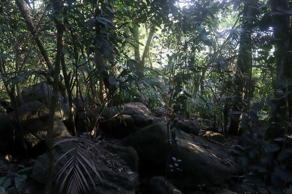 Несмотря на то, что солнце уже вышло из-за горизонта, в лесу по проежнему остается темно. Тропический лес, остров Праслен (Praslin Island).