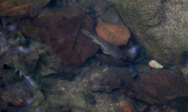 Глоссогобиусы гиуриса (Glossogobius giuris). Мир пресноводных рыб Сейшел совсем не многообразен. Большинство рыб являются обитателями мангровых лесов и ведут промежуточный образ жизни, совмещая пресные и солоноватые водоемы. В частности, икра глоссогобиусов часто из рычьев смывается в море, где развивается и затем возвращается в пресные водоемы.