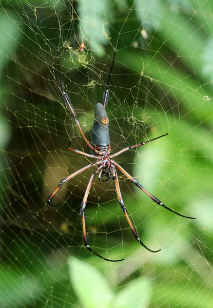 Пальмовый паук (Nephila inaurata). Красноногие золотистые пауки этого вида широко распространены в Южной Африке и некоторых островах Индийского океана.