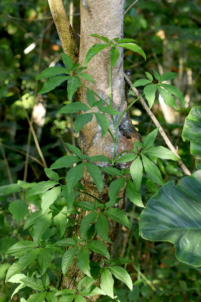 Сингониум ножколистный (Syngonium podophyllum), пожалуй, является самым частым представителем интродуцированной ароидной флоры в джунглях Старого Света.