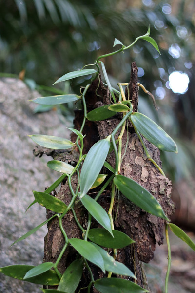 Ваниль (Vanilla phalaenopsis) в качестве опоры не брезгует в лесу никакими предметами, включая трухлявые пни. Praslin, Seychelles.