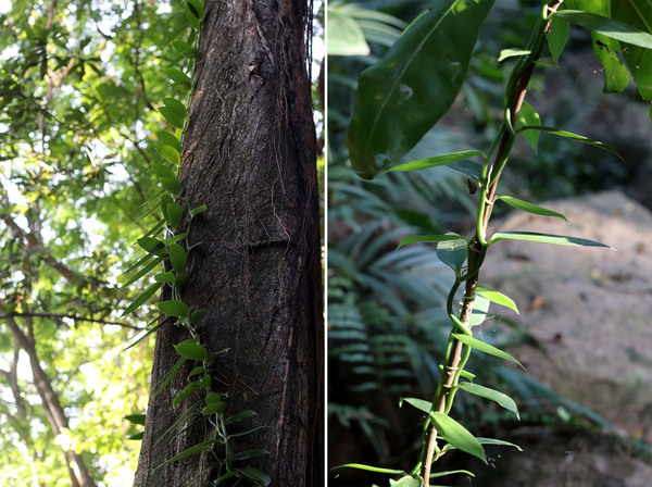 Стволы деревьев - любимая опора Ванили фаленопсисной (Vanilla phalaenopsis). Ведь только с помощью них растение может побороться с другими обитателями леса за свою долю солнечных лучей.