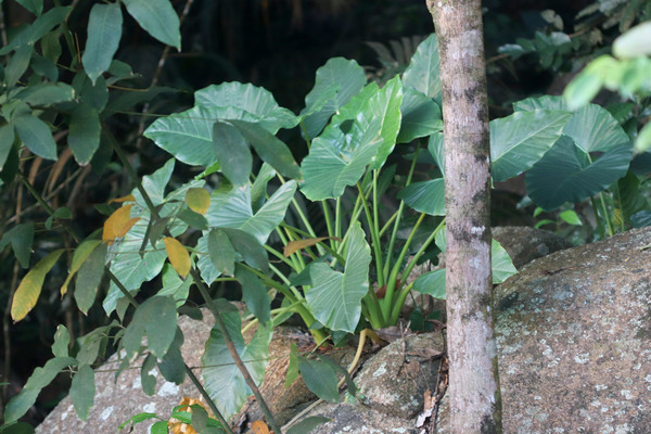 Ксантосома стрелолистная (Xanthosoma sagittifolium) может расти не только на питательных жирных почвах, но одичавши селиться и на голых камнях.