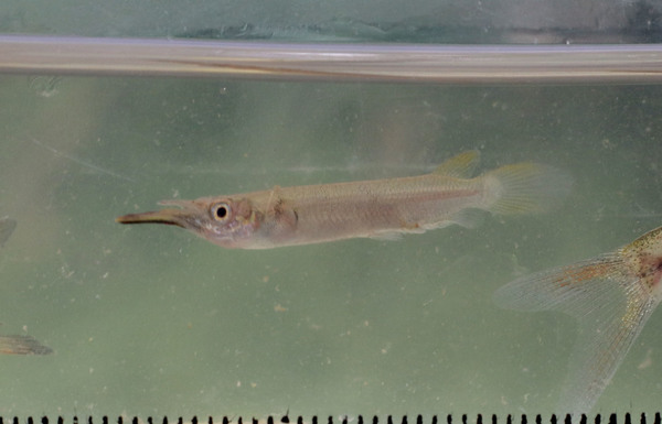 В этой речке нам удалось выловить новую для нас рыбку - Дермогениса Коллетта (Dermogenys collettei).