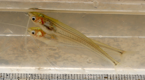 Еще одна известная аквариумная рыбка - индийский стеклянный сом (Kryptopterus bicirrhis). Притоки реки Индрагири оказались очень богаты на ихтиофауну. Стеклянных сомов в Индонезии называют как ikan Lais и используют в пищу в жареном виде.