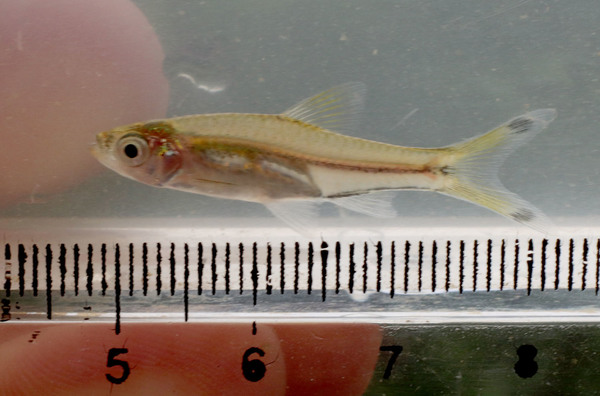 Трехлинейная расбора (Rasbora trilineata) также является очень декоративной небольшой рыбкой. Максимальный зафиксированный размер - 13 см, однако обычно длинна этой рыбки не превышает 5-6 см.