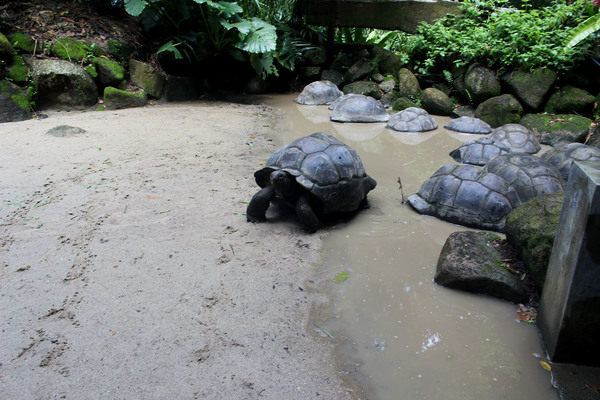 Еще одна ключевая достопримечательность Сейшелл - Сейшельская гигантская черепаха (Aldabrachelys gigantea). В действительности, эти черепахи изначально являются эндемиками лишь одного острова Альбадра, который удален от основной группы Сейшельских островов почти на 1000 км. В настоящее время черепах развезли почти по всем островам, сделав для них природоохранные резервы, как например, на острове Кюрьез.