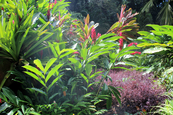 Красный имбирь или Альпиния пурпурная (Alpinia purpurata). Родиной красного имбиря считают Малайзию и Соломоновы острова.