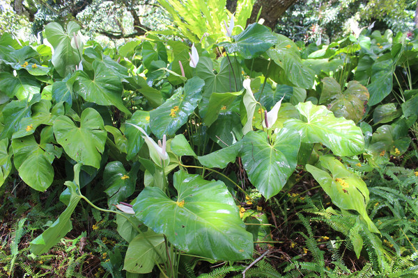В тени деревьев растут антуриумы. В частности, встретились целые заросли достаточно крупного вида (Anthurium sp.) с соцветиями белого цвета и удлиненной формы. По соцветию напоминает Anthurium nymphaeifolium, но имеет другую форму листа.