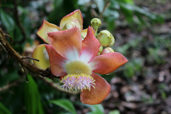 Курупиту гвианскую (Couroupita guianensis) еще называют пушечным деревом, из-за того, что ее плоды имеют идеальную форму шара и напоминают пушечные ядра. Родиной курупиты является Центральная и Южная Америка.