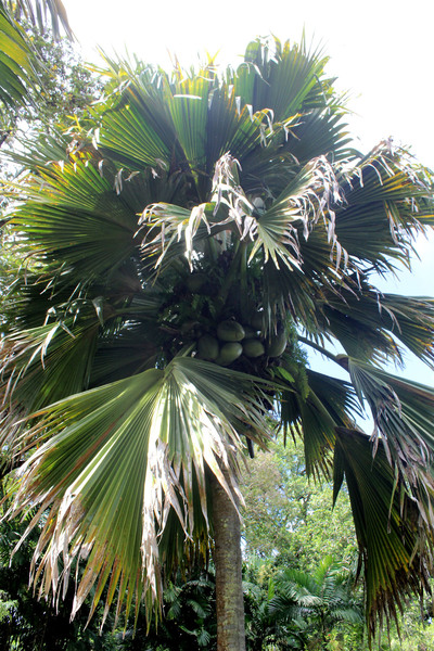 Знаменитая сейшельская пальма Коко Де Мер (Lodoicea maldivica), которую также еще называют "морским кокосом" или "двойным кокосом" (sea coconut, coco de mer, or double coconut). В природе обитает лишь на двух небольших островах - Праслен и Кюрьез.