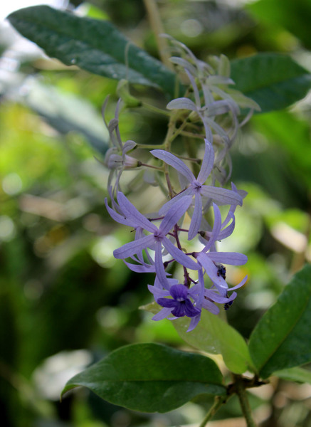 Петрея вьющаяся (Petrea volubilis) - изящная лиана со свисающими (словно грозди винограда) соцветиями. В природе петрея встречается в странах Центральной Америки.