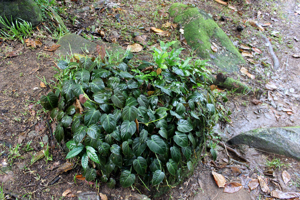 Филодендрон плющевидный (Philodendron hederaceum) образует "живые кочки". Настоящая природная кокедама!