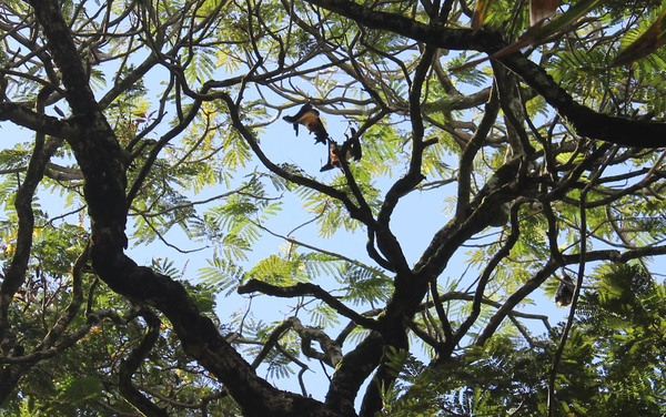 Сейшельская летучая лисица (Pteropus seychellensis). Сейшельских крыланов можно наблюдать не только висящими на ветках - несмотря на то, что это преимущественно ночные животные, летающего в небе крылана на Сейшельских островах можно встретить и днем.