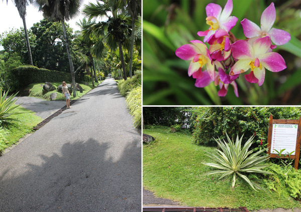 Спатоглоттис складчатый (Spathoglottis plicata) - орхидея с Филиппинских островов. Именно ее мы встречали в природе на островах Себу и Бохоль в 2016 году.