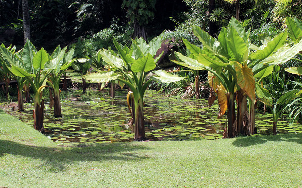 Тифонодорум Линдли (Typhonodorum lindleyanum) - крупное растение семейства Ароидные (Araceae). Растет "ногами" в воде. Несмотря на то, что тифонодорум не является представителем местной флоры (он обитает на более крупных соседних островах таких как Мадагаскар и Занзибар), климат Сейшелл ему хорошо подходит и население использует это растение для оформления городских прудов.