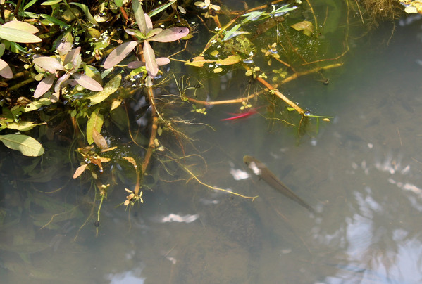 Подросток змееголова (Channa sp.) охотился рядом с водной растительностью.