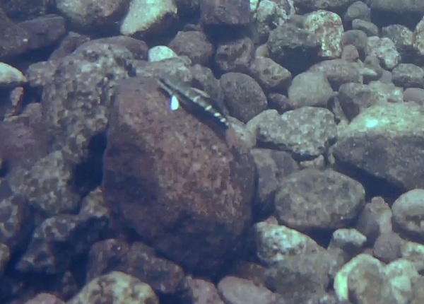На камне самец Сициоптеруса большегубого (Sicyopterus macrostetholepis). Удивительная по окраске рыба с белыми брюшными плавниками.