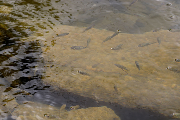Рыба в водохранилище не пугливая и очень быстро себя проявляет, подплывая к берегу. На фотографии в основном представлены тиляпии (Tilapia zillii).