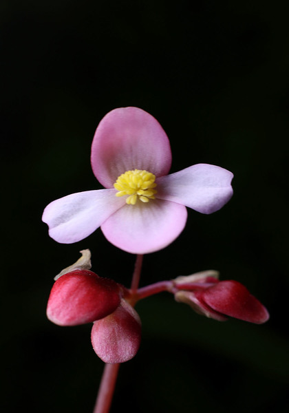 Соцветие бегонии Клеопатры (Begonia cleopatrae) состоит из разнополых цветков. На фотографии, скорее всего, раскрылся женский цветок. На ночь цветки закрываются. Соцветия небольшие, но их нежно розовая окраска придает им и растению в целом царское изящество и неповторимый шарм.