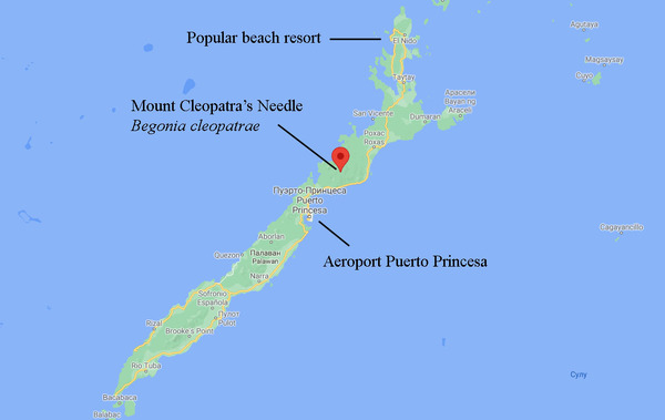 Карта острова Палаван с указанием горы Cleopatra’s Needle - единственного места на Планете, где обитает Бегония Клеопатры (Begonia cleopatrae).