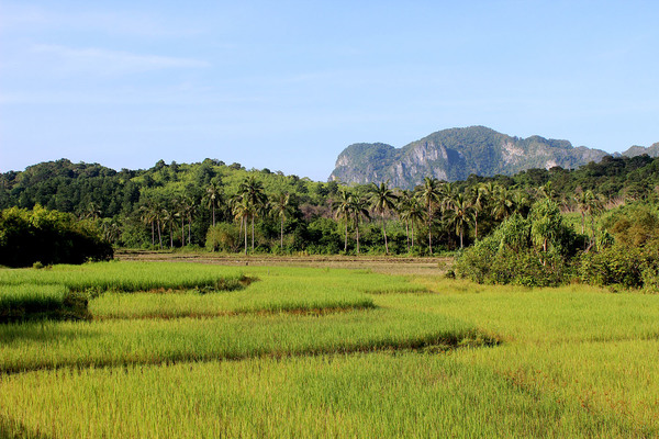 Вид с дороги Puerto Princesa - El Nido. Близлежащие низменные участки на Палаване, как правило, используются для сельскохозяйственной деятельности, например, для выращивания риса. На отдалении видны небольшие горы, которые идут вдоль всего западного побережья острова.