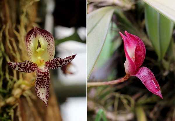 Соцветие бульбофиллума крупноцветного (Bulbophyllum macranthum) на разных стадиях цветения: в начале цветения (слева) и в завершающей фазе (справа). Обратите внимание на то, как сильно изменяется окраска лепестков и чашелистиков!