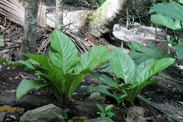 Кустики антуриума Хукера (Anthurium hookeri) в небольшом "садике", который разбили сотрудники национального парка Cerro El Copey недалеко от его центрального входа. Остров Маргарита (Венесуэла).