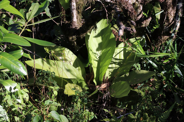 Антуриум Хукера (Anthurium hookeri) в национальном парке Cerro El Copey (Venezuela) на высоте 600 метров над уровнем моря. Выше этот антуриум мы уже не встречали.