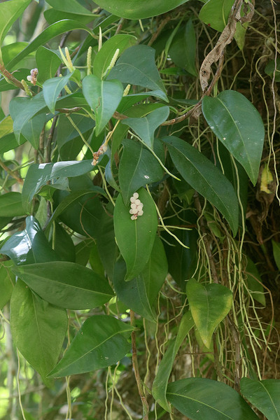 Антуриум лазающий (Anthurium scandens). Растение имеет совсем некрупные невзрачные цветы, зато выделяется среди прочей тропической зелени яркими белами ягодами.