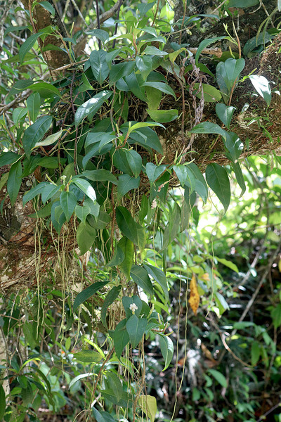 Антуриум лазающий (Anthurium scandens) в природе. Оплетая дерево антуриум образует множество воздушных корней. Этот антуриум широко распространен во влажных лесах Антильских островов, другой вопрос, что таких лесов в карибском регионе не так много.