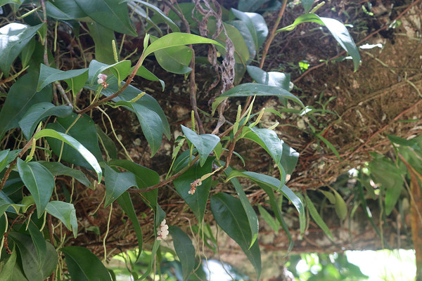 Антуриум лазающий (Anthurium scandens) - одно из самых интересных эпифитных ароидных растений. При сравнительно небольших размерах листовой пластины, растение способно создавать объемные композиции как на камнях, так и на корягах. Доминиканская Республика, остров Гаити.