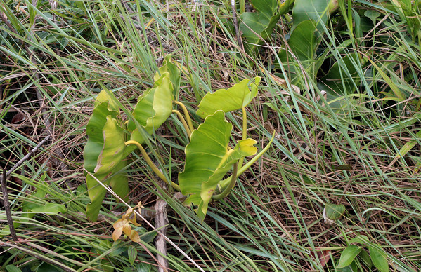 Филодендрон стрелолистный (Philodendron sagittifolium). Данная фотография сделана в национальном парке Cerro El Copey на высоте около 900 метров над уровнем моря. На открытой местности листья филодендрона приобретают желтую окраску.